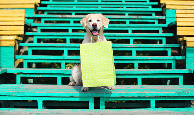 Golden Retriever dog holding a shopping bag