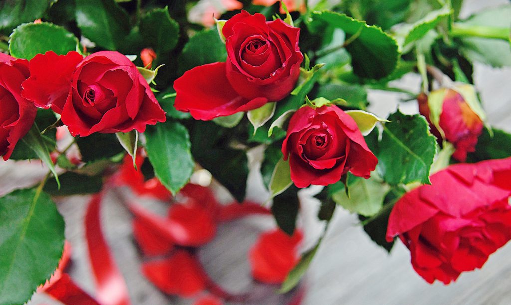 red roses for valentines day sales