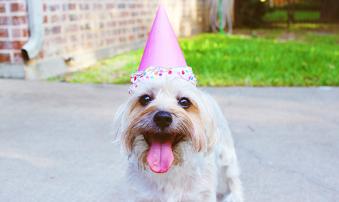 Cute dog wearing a party hat