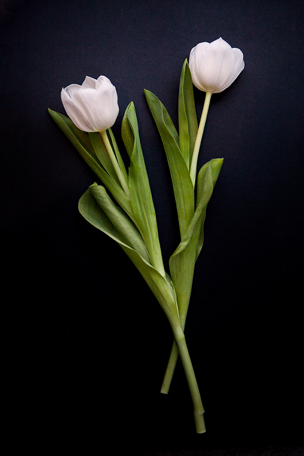 White Tulips on black background