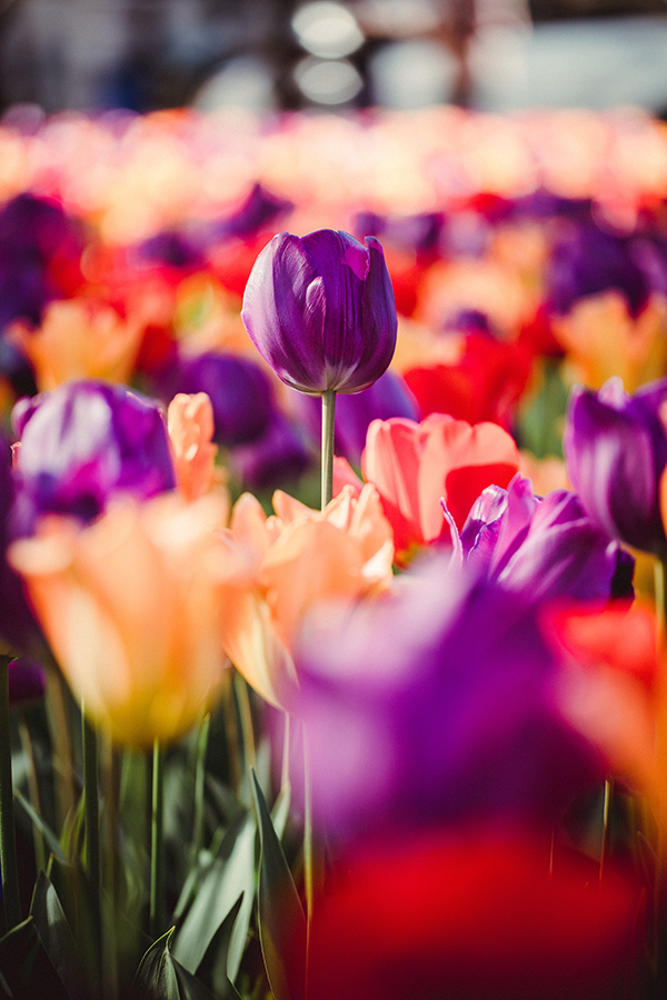 field of tulips with purple tulip