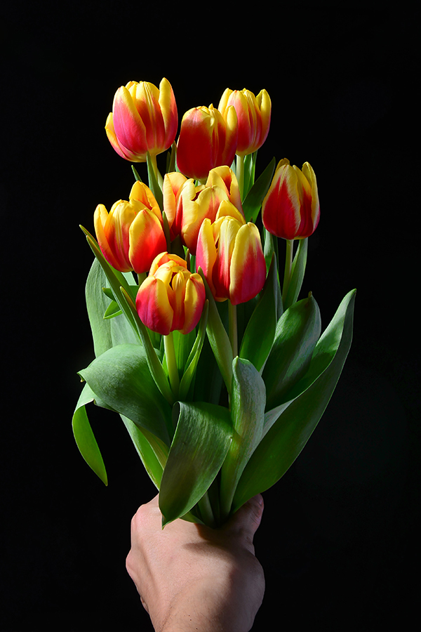 Hand Holding Yellow and Red Tulips