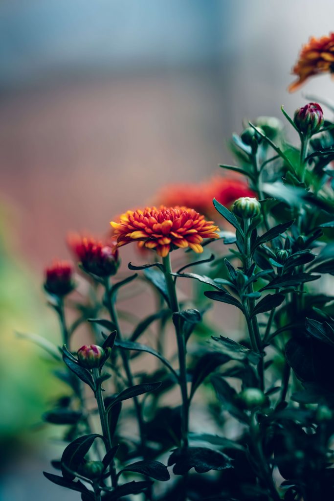 The History of Chrysanthemums