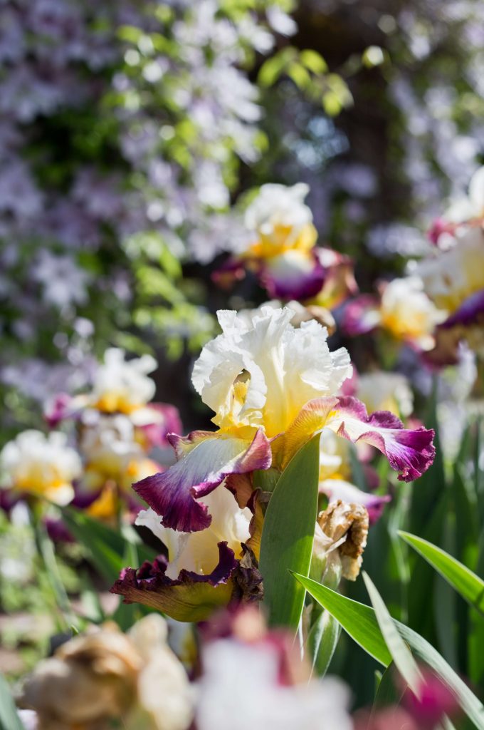 Iris - Flowers - Featured Content - Lovingly