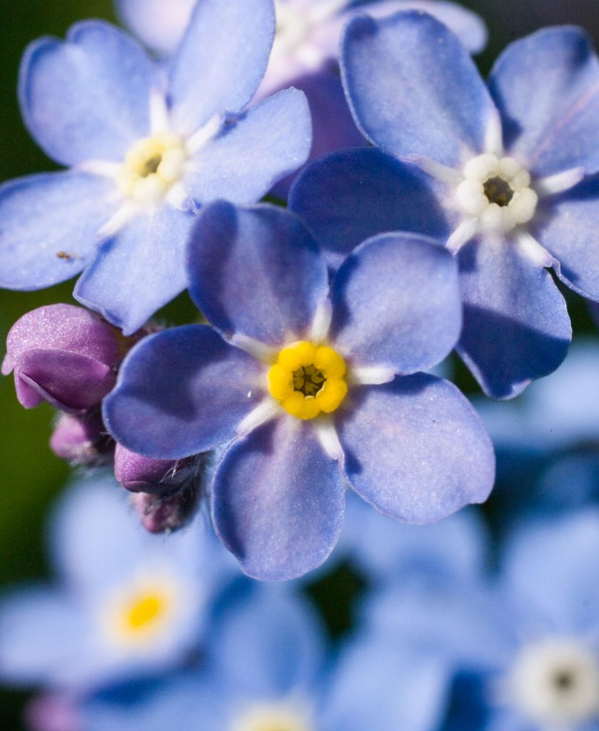 Forget Me Nots Flowers Featured