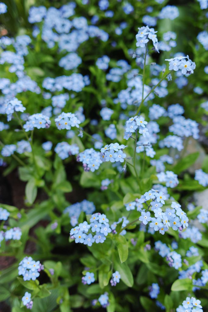 Forget-Me-Not: Plant Care, Growing Tips, and Symbolism