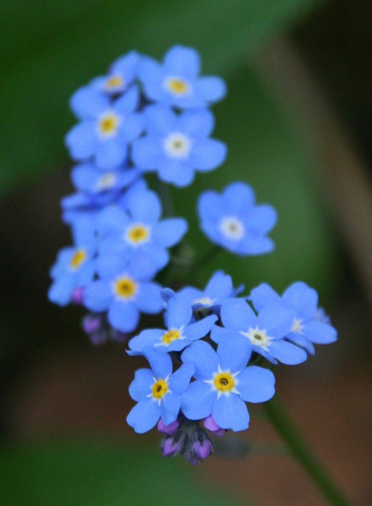 Forget Me Nots  Forget me nots flowers, Amazing flowers, Pretty flowers