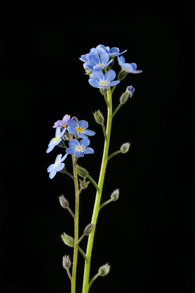 The Symbol of Loyalty Behind the Forget Me Not Flower