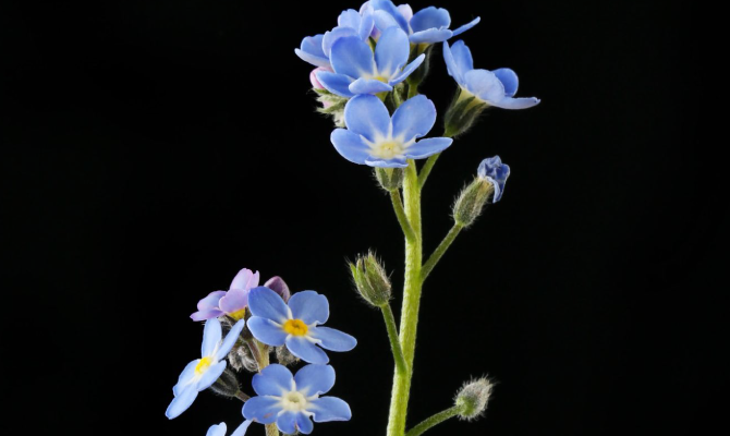 Forget Me Nots- Flowers - Featured Content - Lovingly