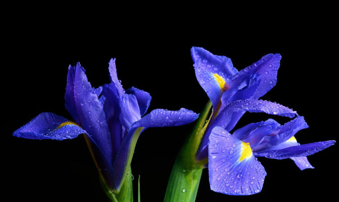 Iris is February's birth month flower.