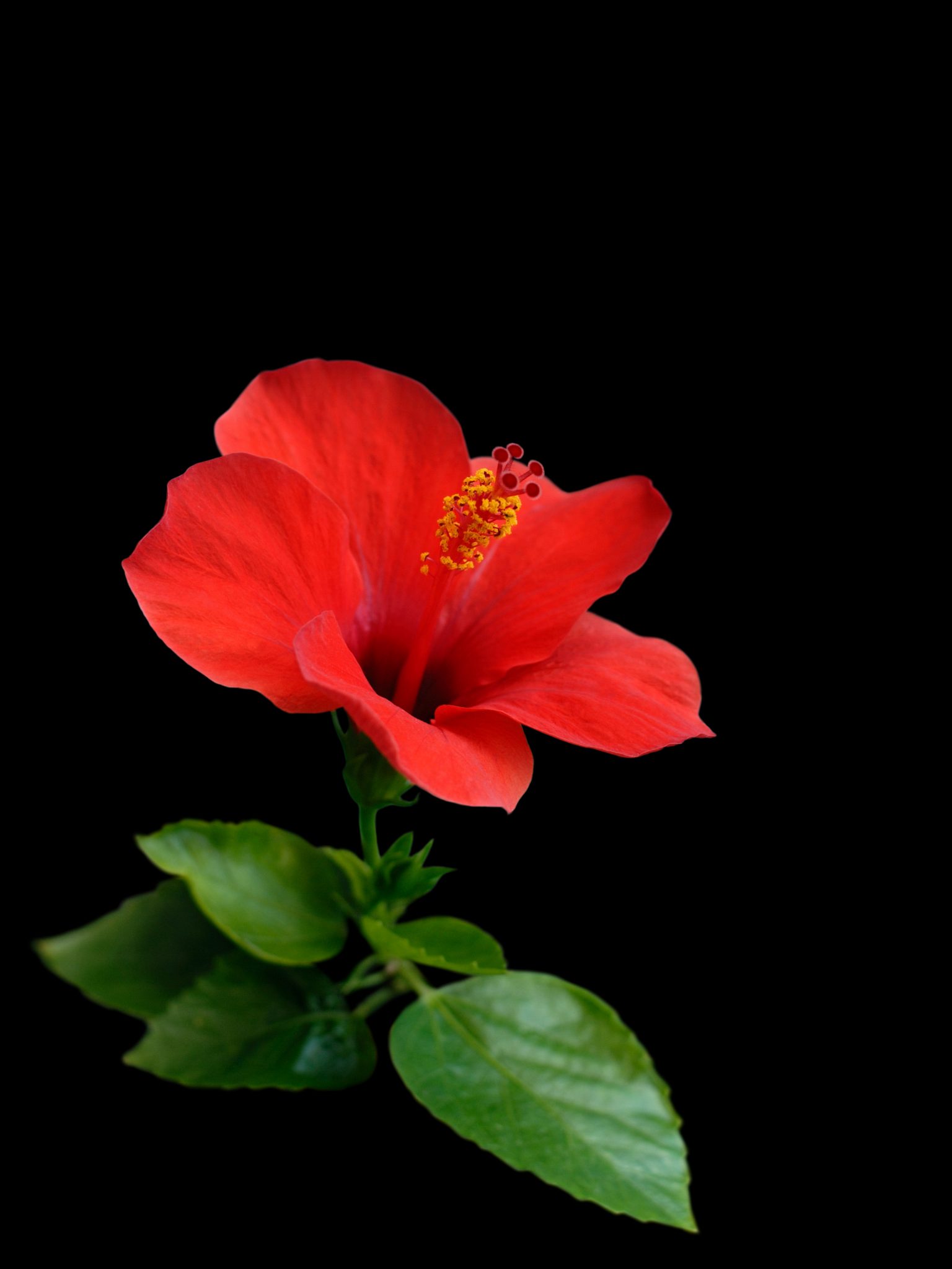 Hibiscus Flowers Featured Content