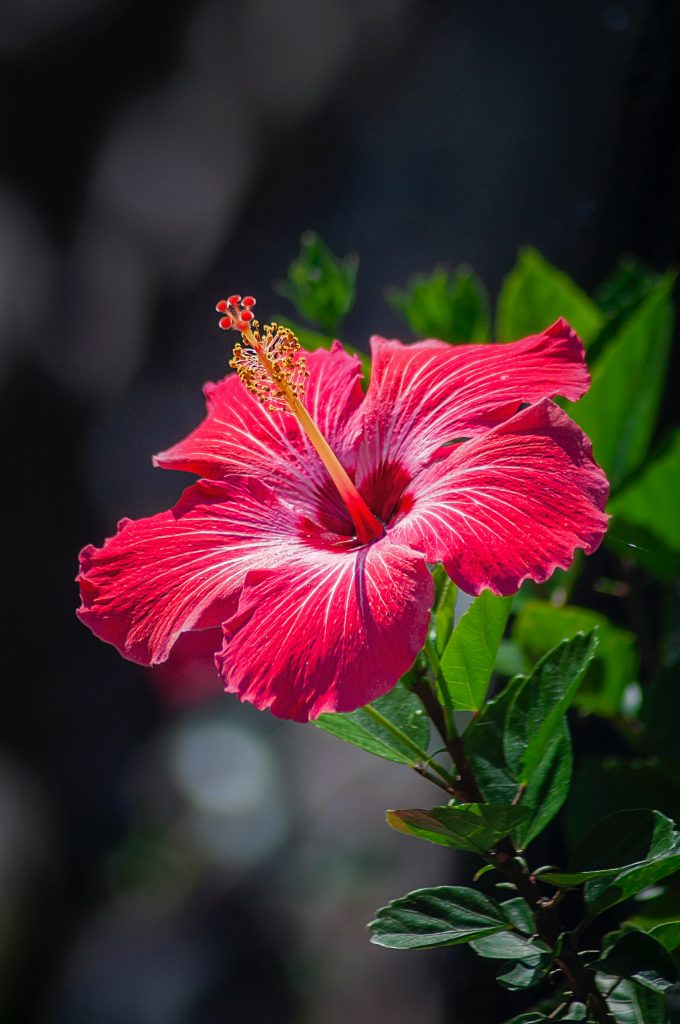 What Is Hibiscus?