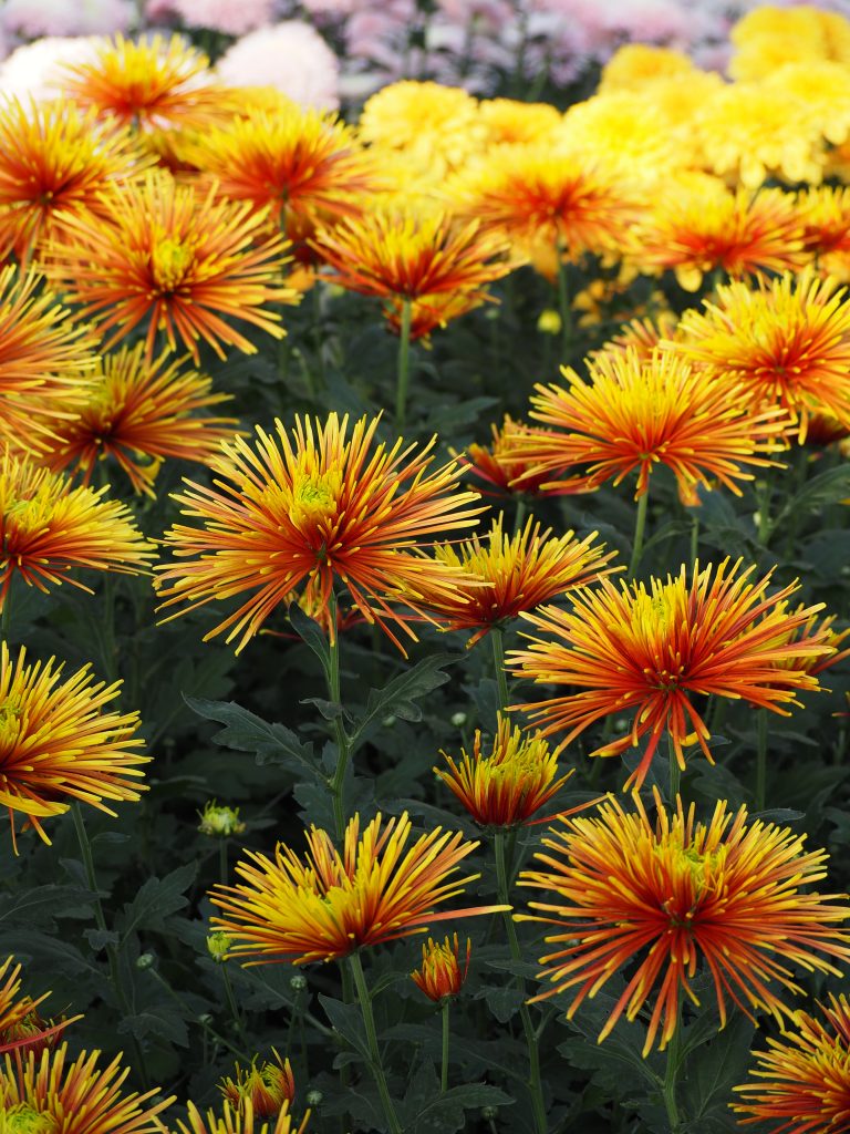 Picture Of Spider Mum Flower | Best Flower Site