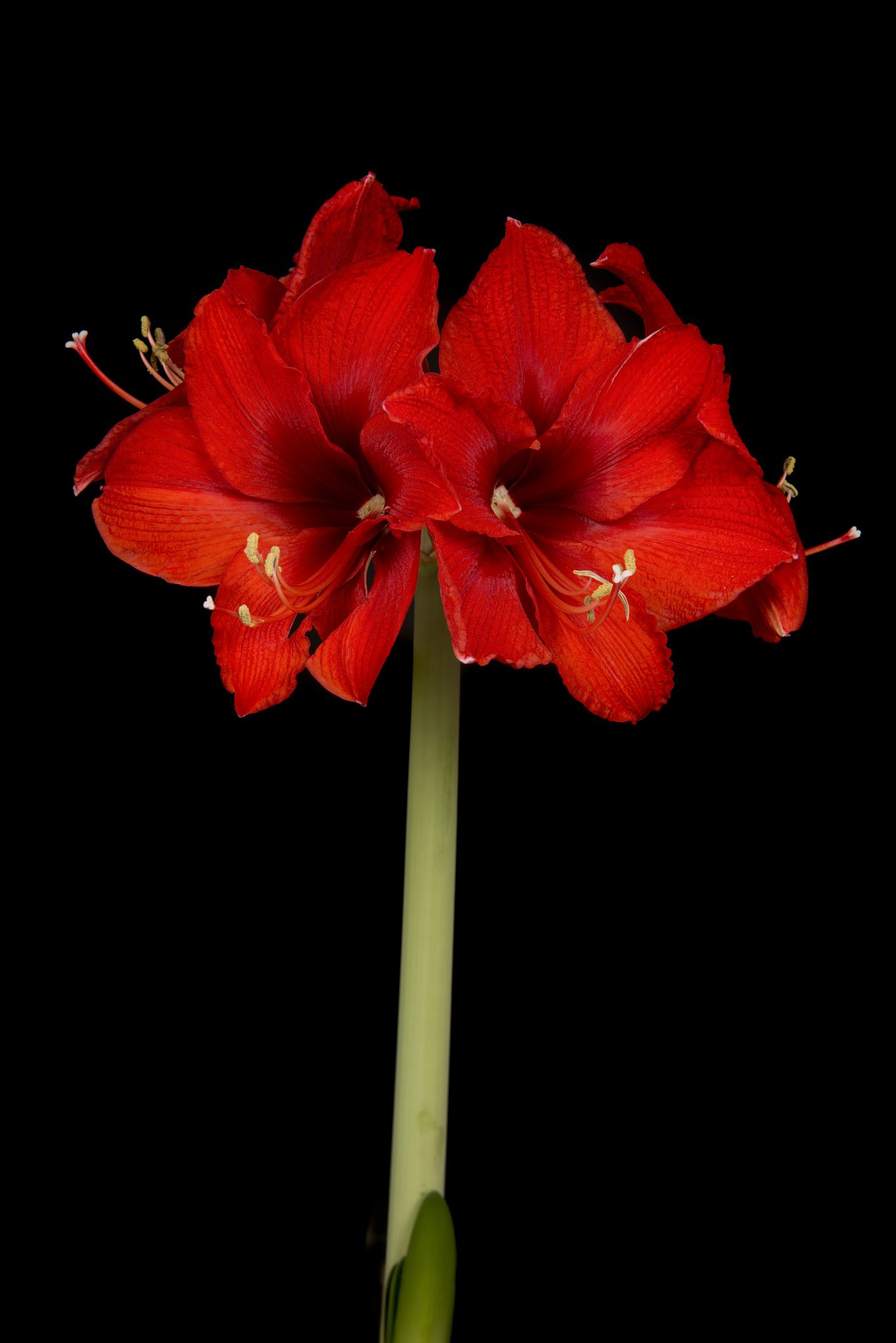 Amaryllis Flowers Featured Content