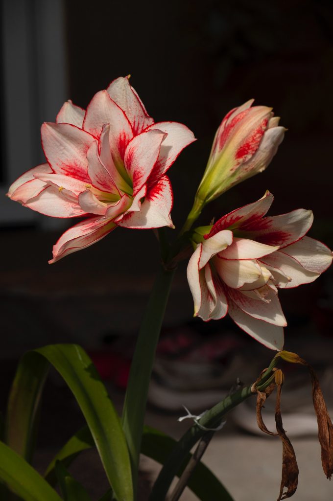 Amaryllis Flowers Featured Content