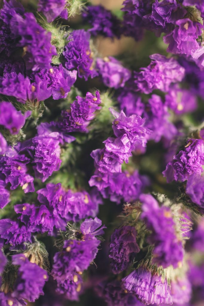 13+ Purple Flower Statice